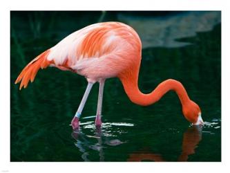 Pink Flamingo In River | Obraz na stenu