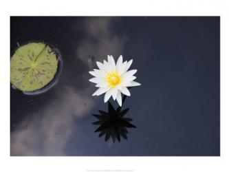Lotus Yin-Yang | Obraz na stenu