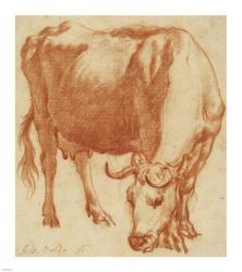 A Cow Grazing | Obraz na stenu