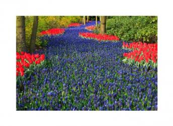 Blue Dutch Tulip Flowerbed | Obraz na stenu