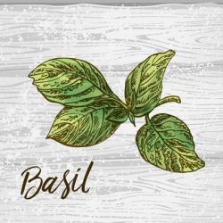 Basil on Wood | Obraz na stenu