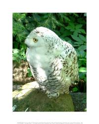 Snowy Owl | Obraz na stenu