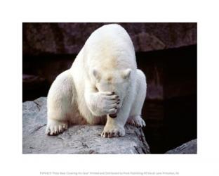 Polar Bear Covering His Face | Obraz na stenu