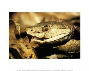 Head of a Copperhead Snake | Obraz na stenu