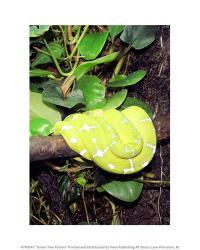 Green Tree Python | Obraz na stenu