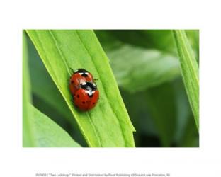 Two Ladybugs | Obraz na stenu