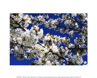 White Cherry Blossoms | Obraz na stenu