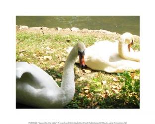 Swans by the Lake | Obraz na stenu