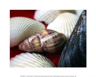 Snail Shell | Obraz na stenu