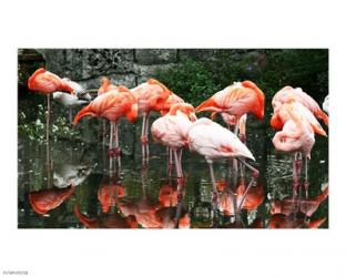 Caribbean Flamingo Phoenicopterus Ruber | Obraz na stenu