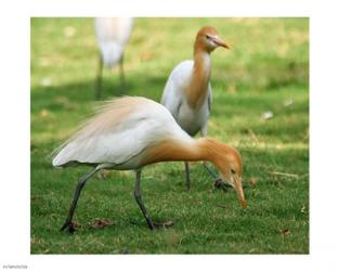 Cattle Egret Bubulcus Ibis | Obraz na stenu