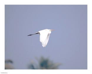 Cattle Egret Flight | Obraz na stenu