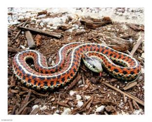 Coast Garter Snake | Obraz na stenu