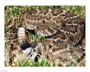 Crotalus Atrox | Obraz na stenu