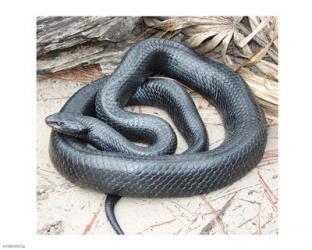 Eastern Indigo Snake | Obraz na stenu