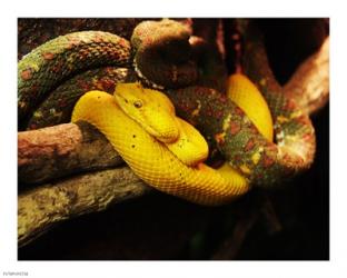 Eyelash Pit Viper | Obraz na stenu