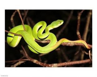 Eyelash Viper | Obraz na stenu