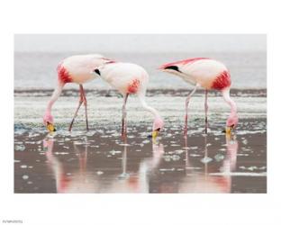 Flamingos | Obraz na stenu