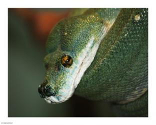 Green Tree Python | Obraz na stenu