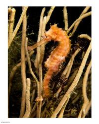 Hippocampus Hystrix (Spiny Seahorse) | Obraz na stenu