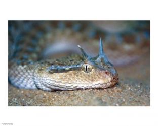 Horned Viper | Obraz na stenu