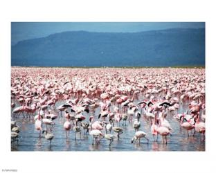 Large Number of Flamingos at Lake Nakuru | Obraz na stenu