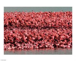 Lesser Flamingos, Kamfersdam Breeding Island, 2006 | Obraz na stenu