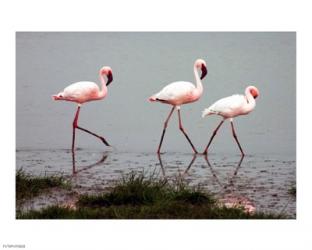 Lesser Flamingos | Obraz na stenu