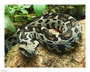 Ocellated Mountain Viper | Obraz na stenu