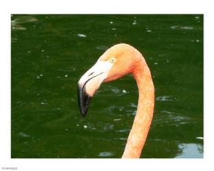 Phoenicopteridae Flamingo | Obraz na stenu