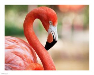 Phoenicopterus Chilensis Fort Worth Zoo, Texas, USA | Obraz na stenu