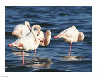 Phoenicopterus Roseus on Walvis Bay | Obraz na stenu