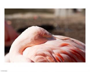 Pink Flamingo | Obraz na stenu