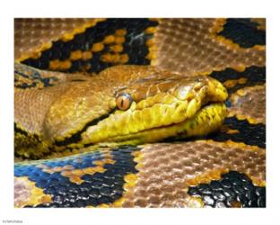 Reticulated Python | Obraz na stenu