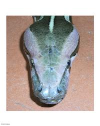 Rock Python Head | Obraz na stenu