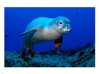 Monk Seal | Obraz na stenu