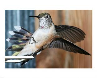 Broad-tailed Hummingbird Female Landing at Feeder | Obraz na stenu