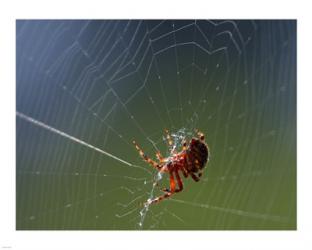 Spider Spinning Its Web | Obraz na stenu