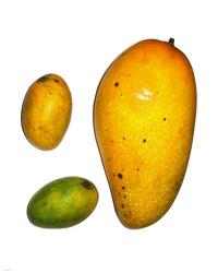 Example of Mangoes | Obraz na stenu