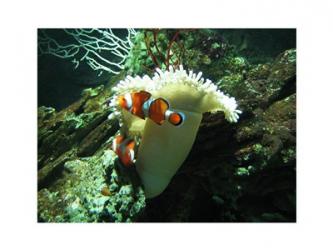 Clown Fish | Obraz na stenu