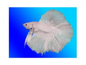 White Betta Fish | Obraz na stenu