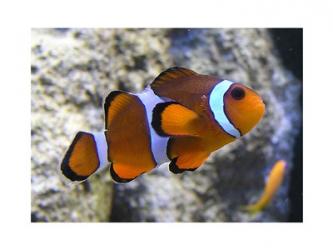 Clown Fish | Obraz na stenu