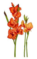 Floral Gladiolas | Obraz na stenu