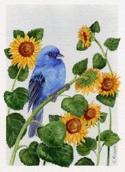 Indigo Bunting And Sunflower | Obraz na stenu