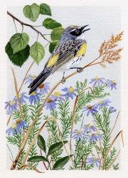 Myrtle Warbler and Asters | Obraz na stenu