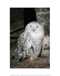 Snow Owl Portrait | Obraz na stenu