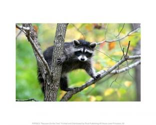 Raccoon On the Tree | Obraz na stenu