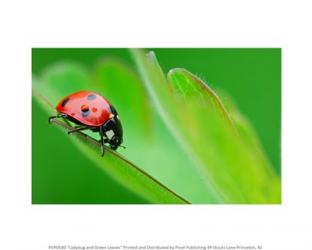 Ladybug and Green Leaves | Obraz na stenu