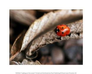 Ladybug on Dry Leaves | Obraz na stenu