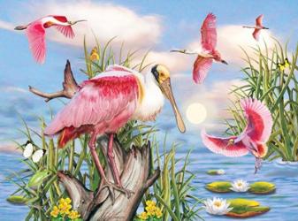 Roseate Spoonbill | Obraz na stenu